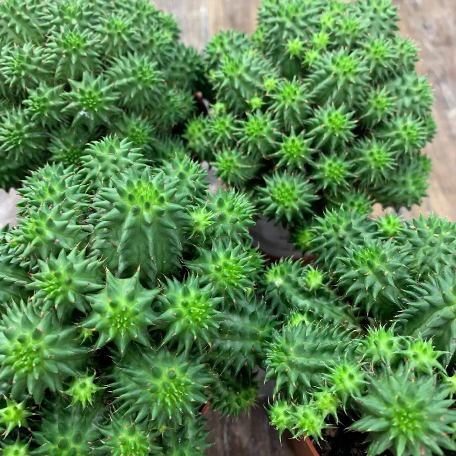 Euphorbia suzannae Кактус