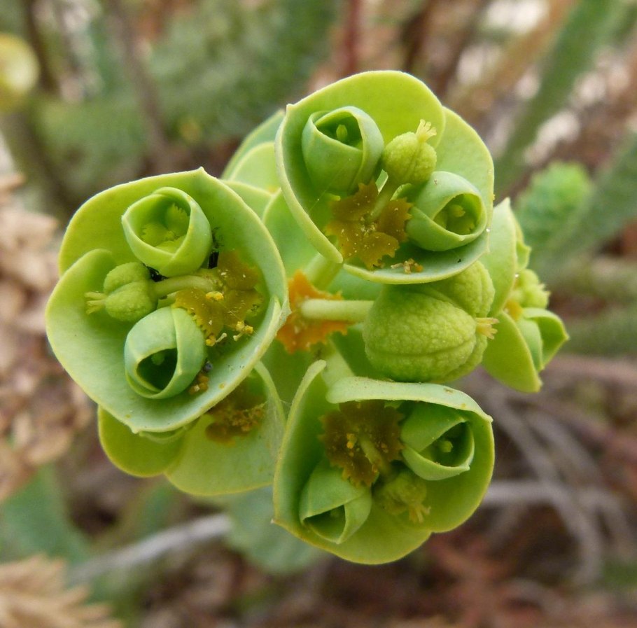 Amandelwolfsmelk Euphorbia молочай