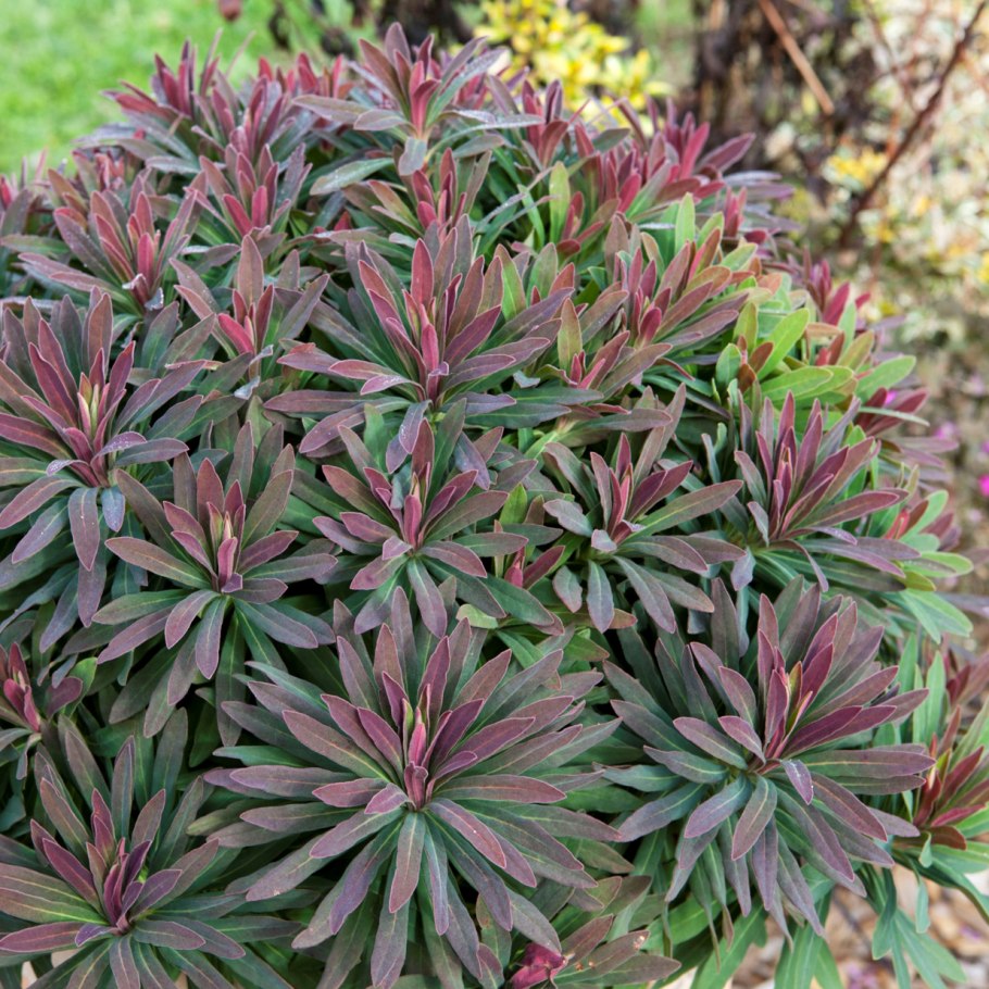 Молочай скумпиелистный