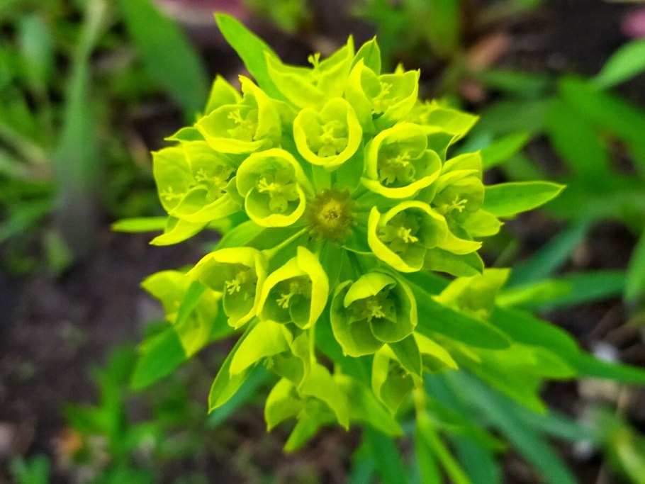 Молочай цереусовидный (Euphorbia cereiformis)