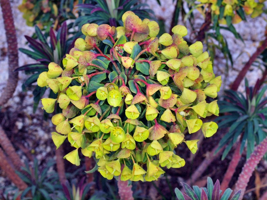 Молочай авасмонтана