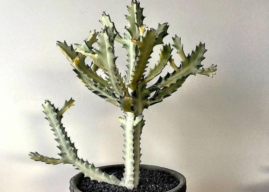 Молочай (Euphorbia)