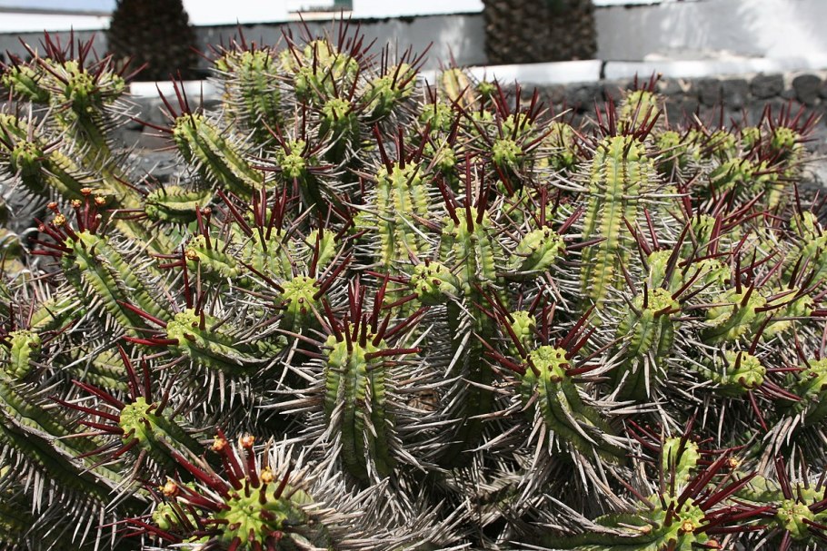 Эуфорбия энопла Кристал Корал