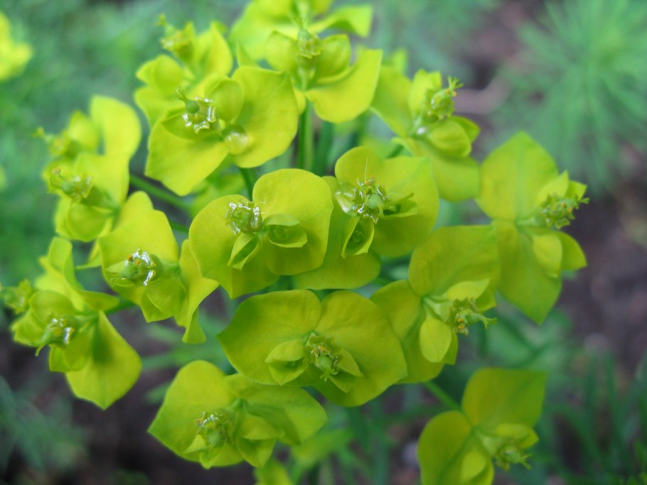 Euphorbia stepposa