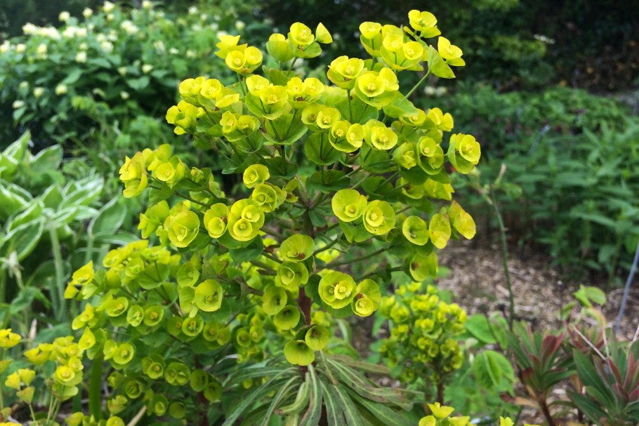 Euphorbia cyparissias