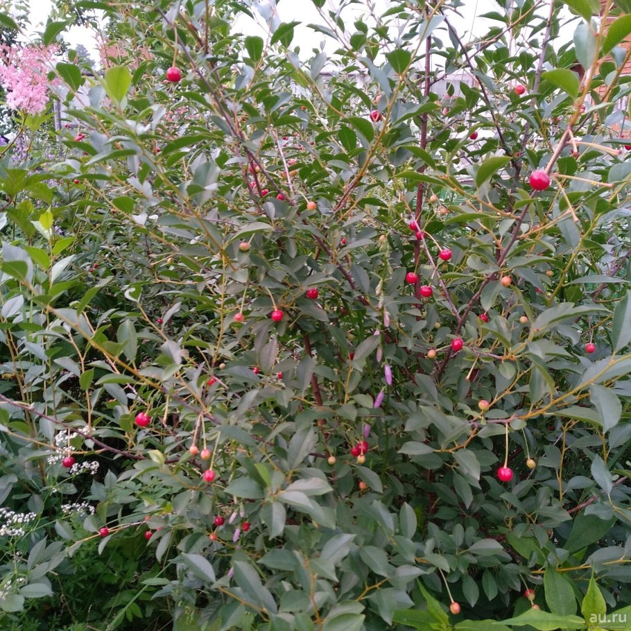Вишня кустарниковая Степная