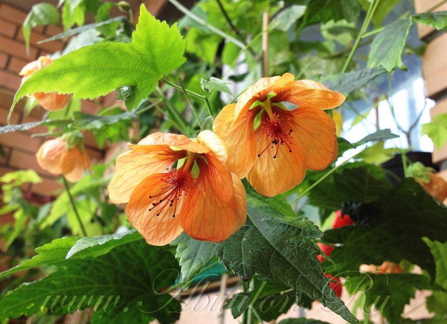 Абутилон мраморный