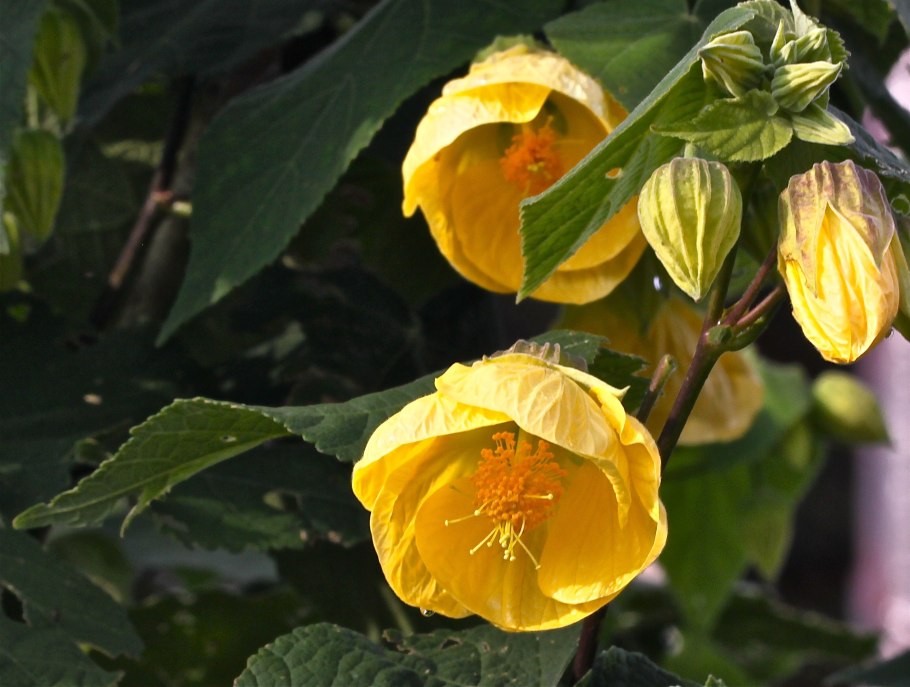 Абутилон или канатник