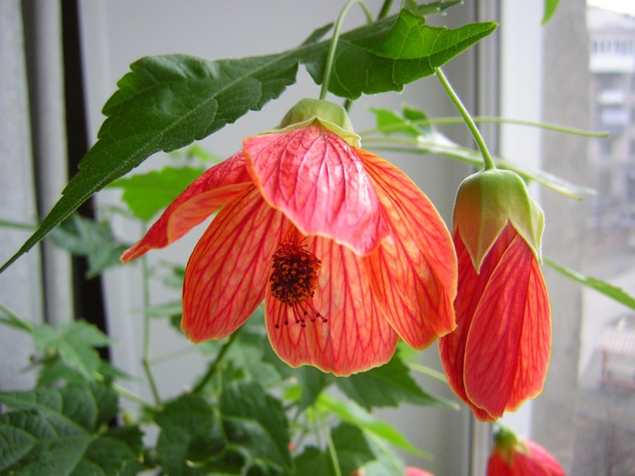 Абутилон Дарвина (Abutilon darwinii)