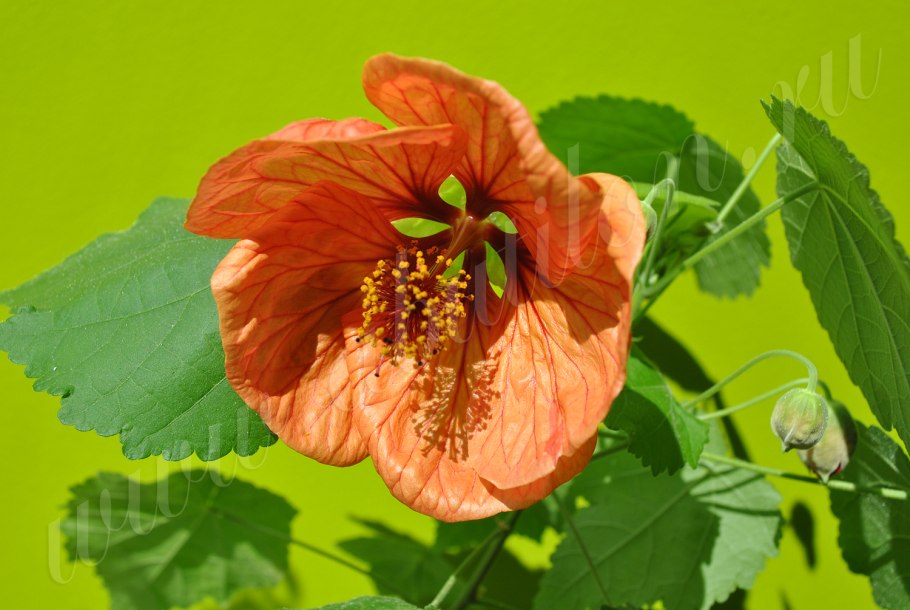 Абутилон Арлекин