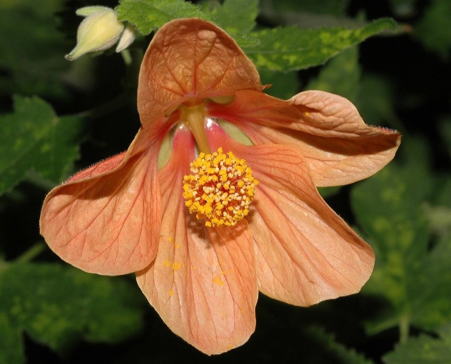 Абутилон Roter Jewel