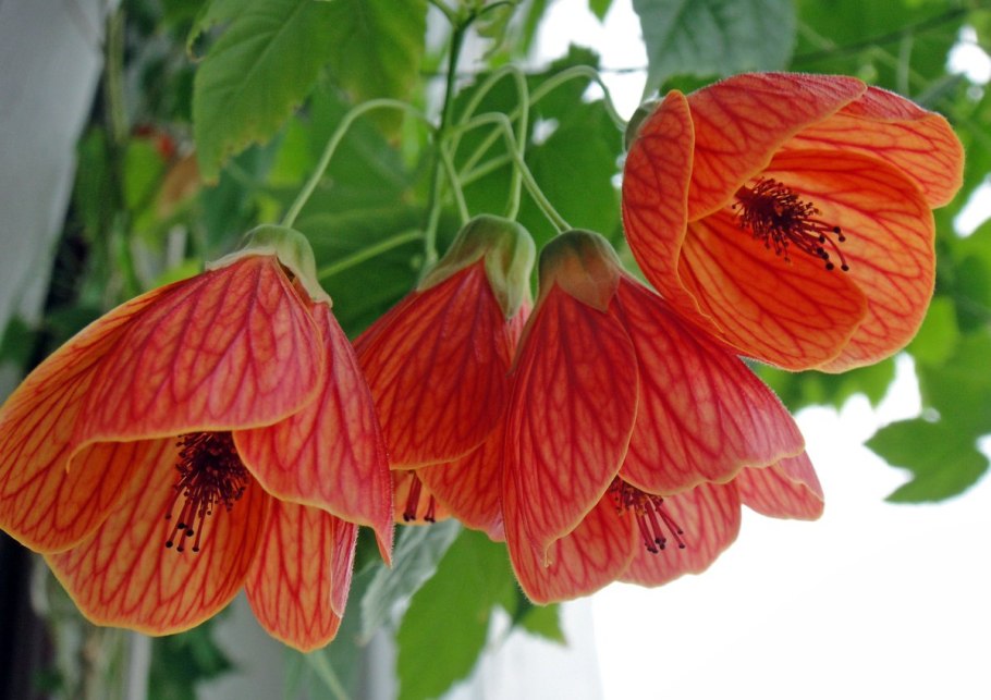 Абутилон полосатый