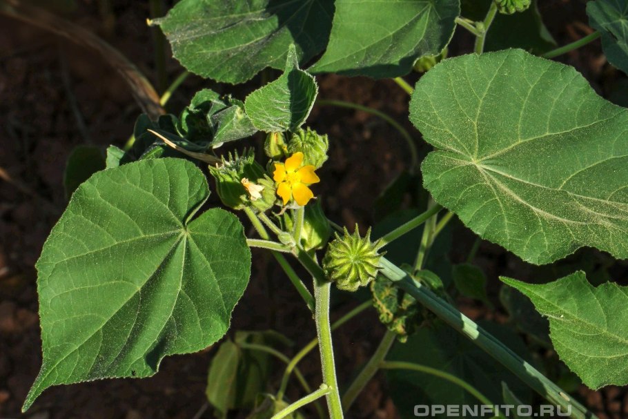 Абутилон Теофраста