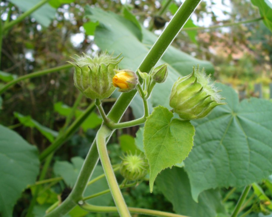 Канатник Теофраста (Abutilon theophrasti medik)