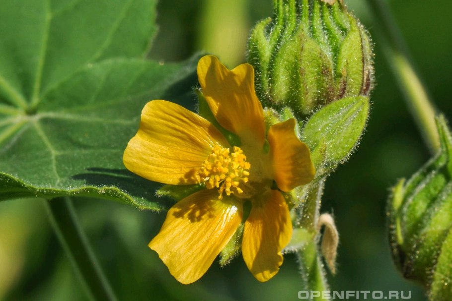 Абутилон канатник