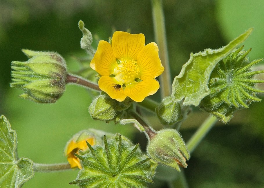 Канатник Теофраста Abutilon theophrasti