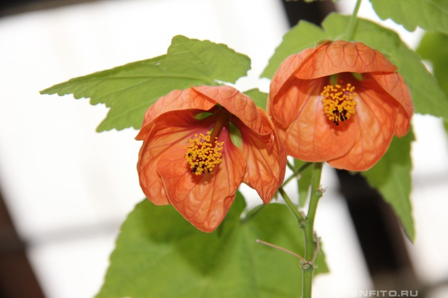 Абутилон цветок