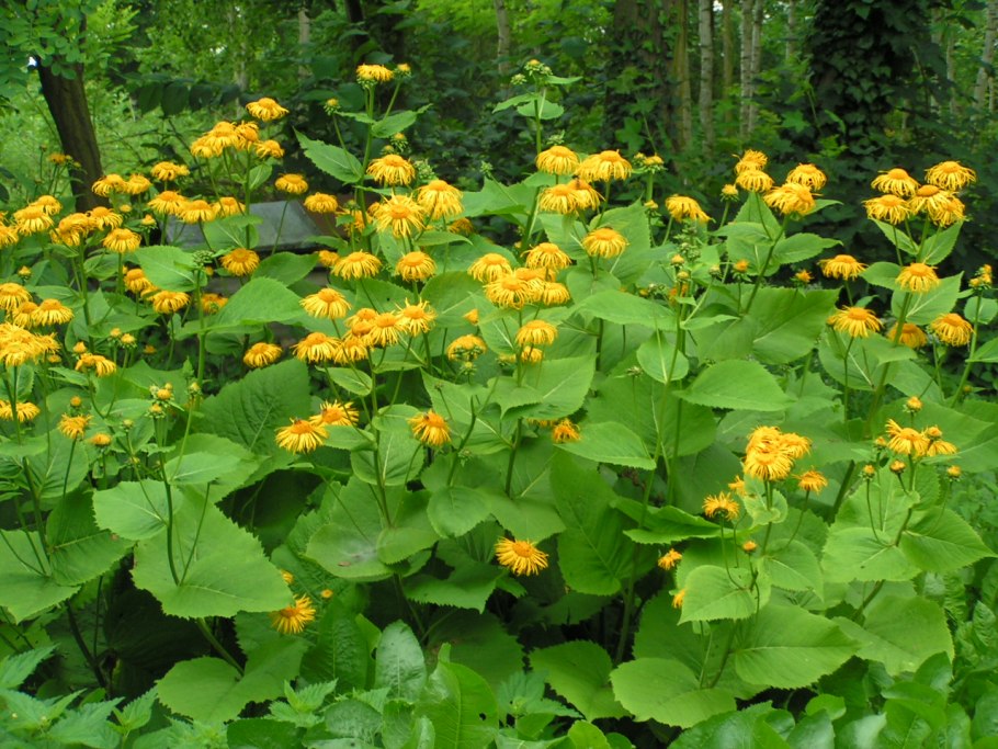 Телекия растение