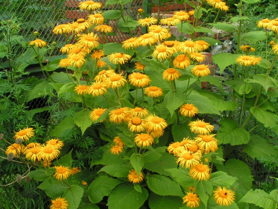 Телекия иволистная