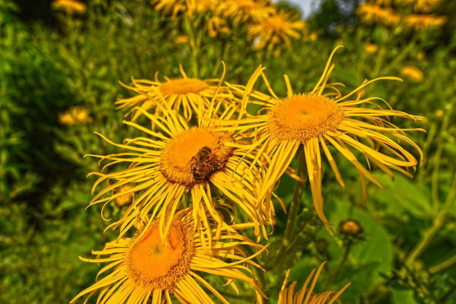 Телекия иволистная