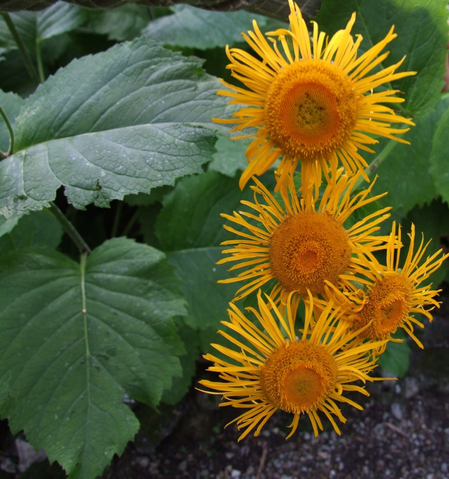 Телекия иволистная