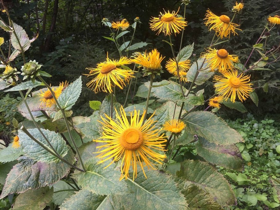 Телекия великолепная