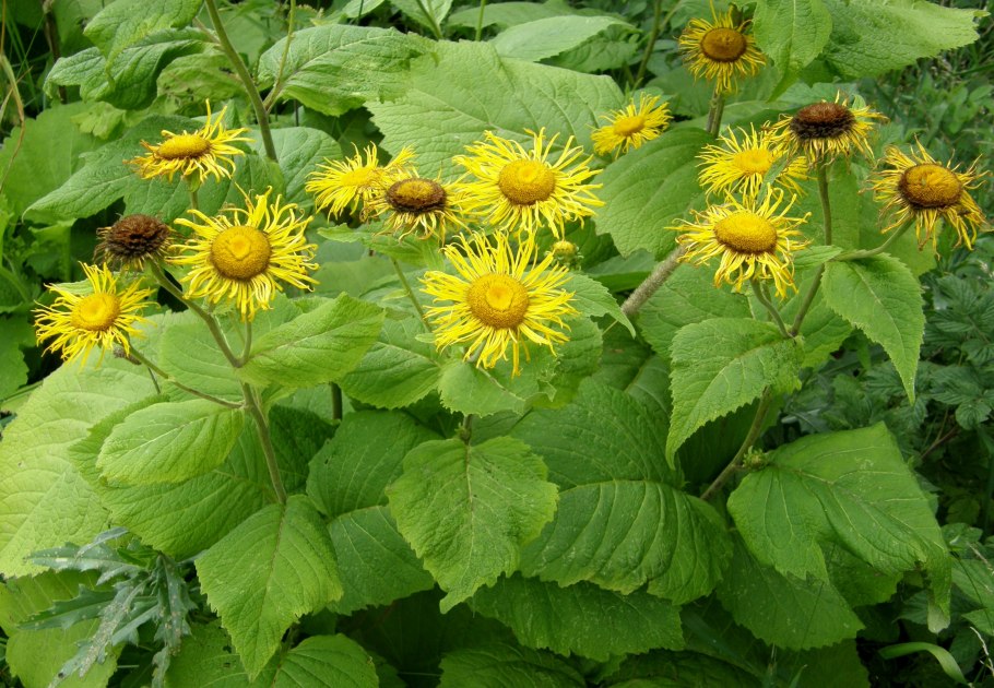 Телекия прекрасная