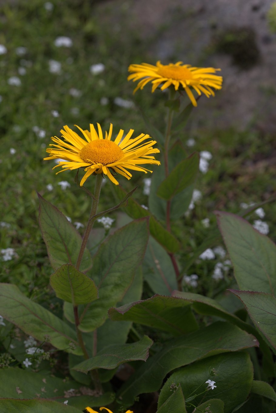 Девясил Inula Helenium