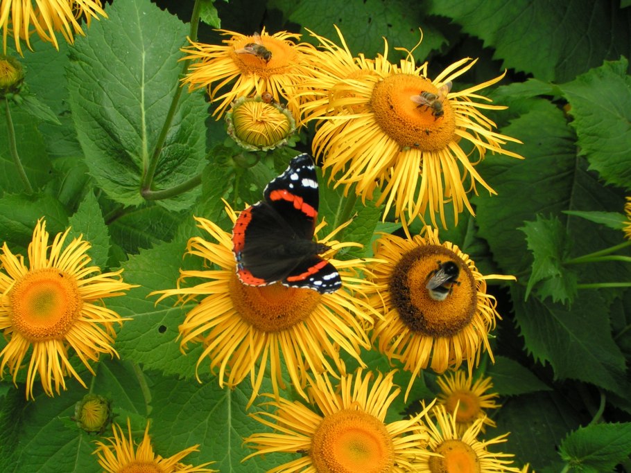 Растения Кировской области фото