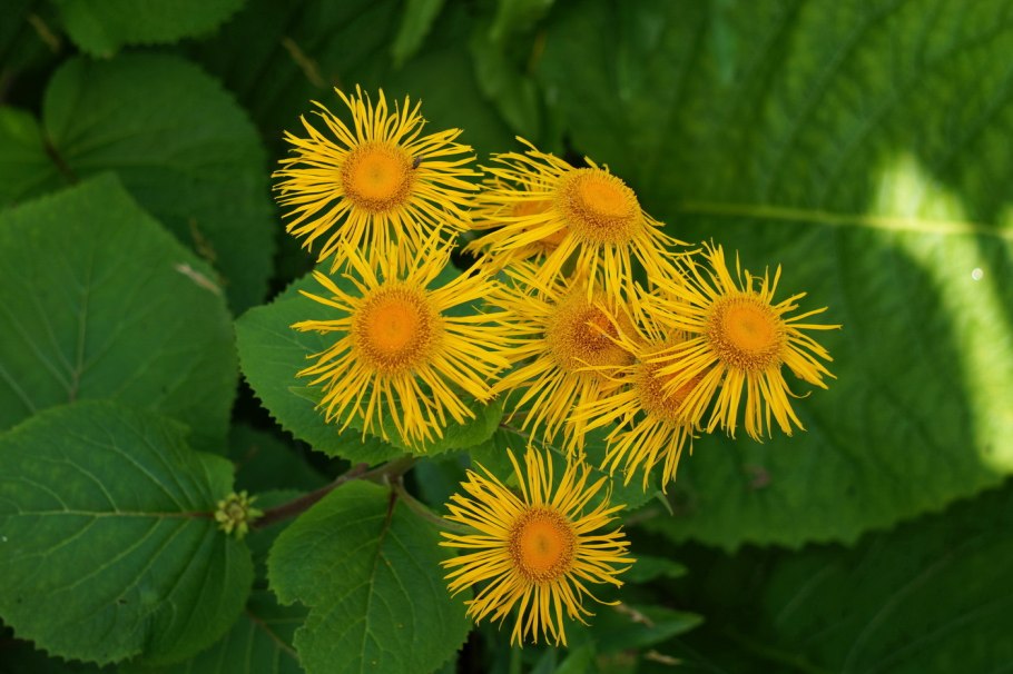 Девясил кистецветный