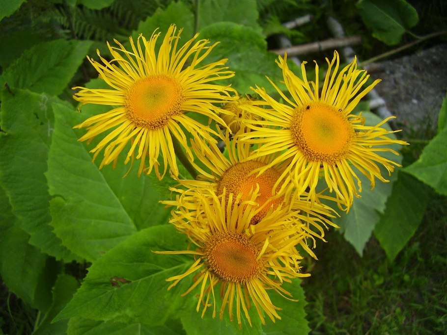 Телекия красивая фото