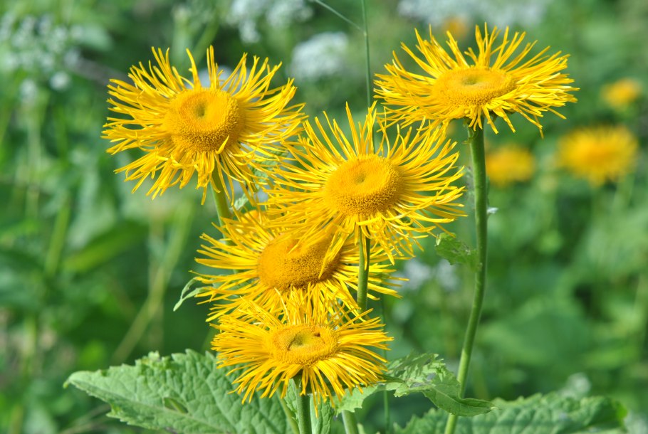 Телекия видная