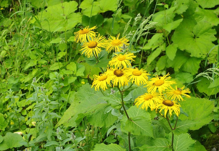 Телекия иволистная