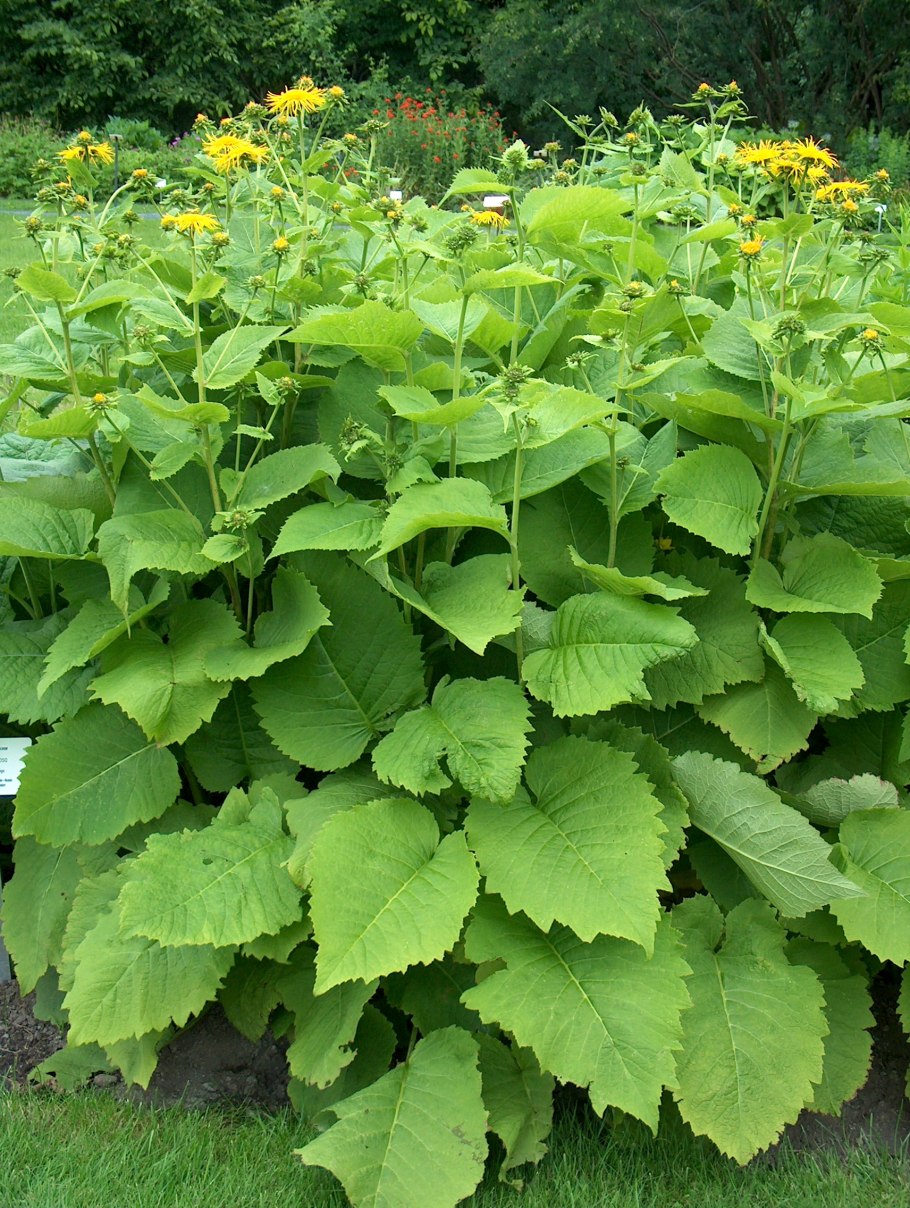 Телекия бутоны