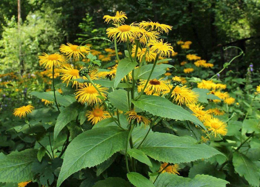 Телекия иволистная