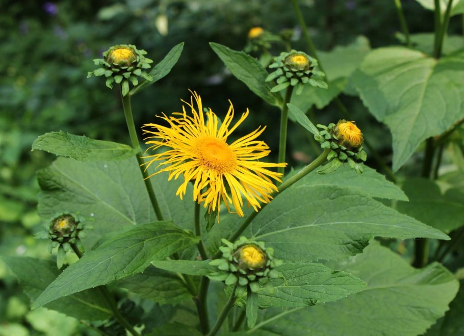 Телекия иволистная