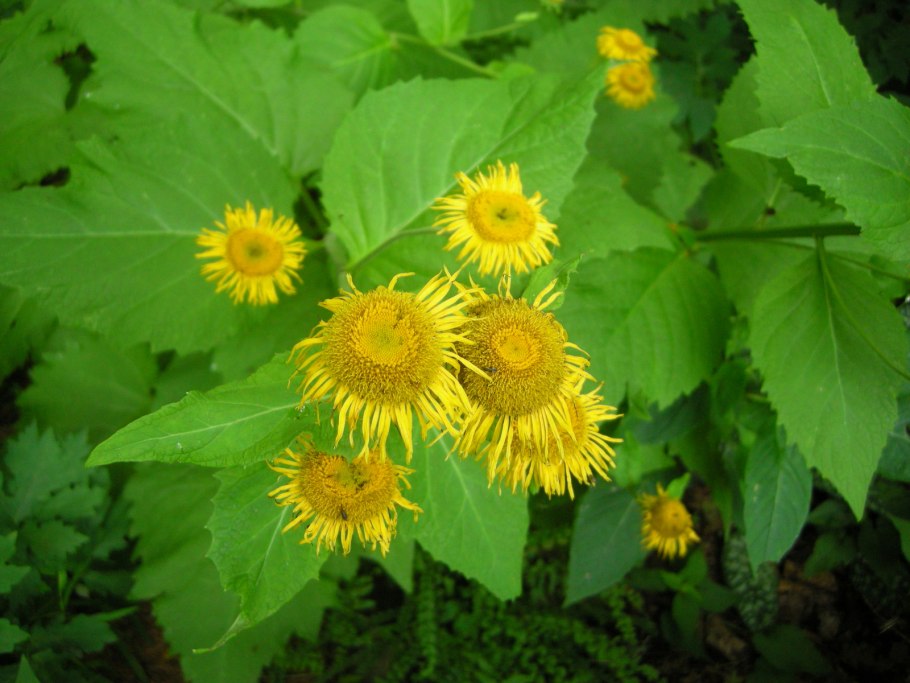 Телекия прекрасная и девясил