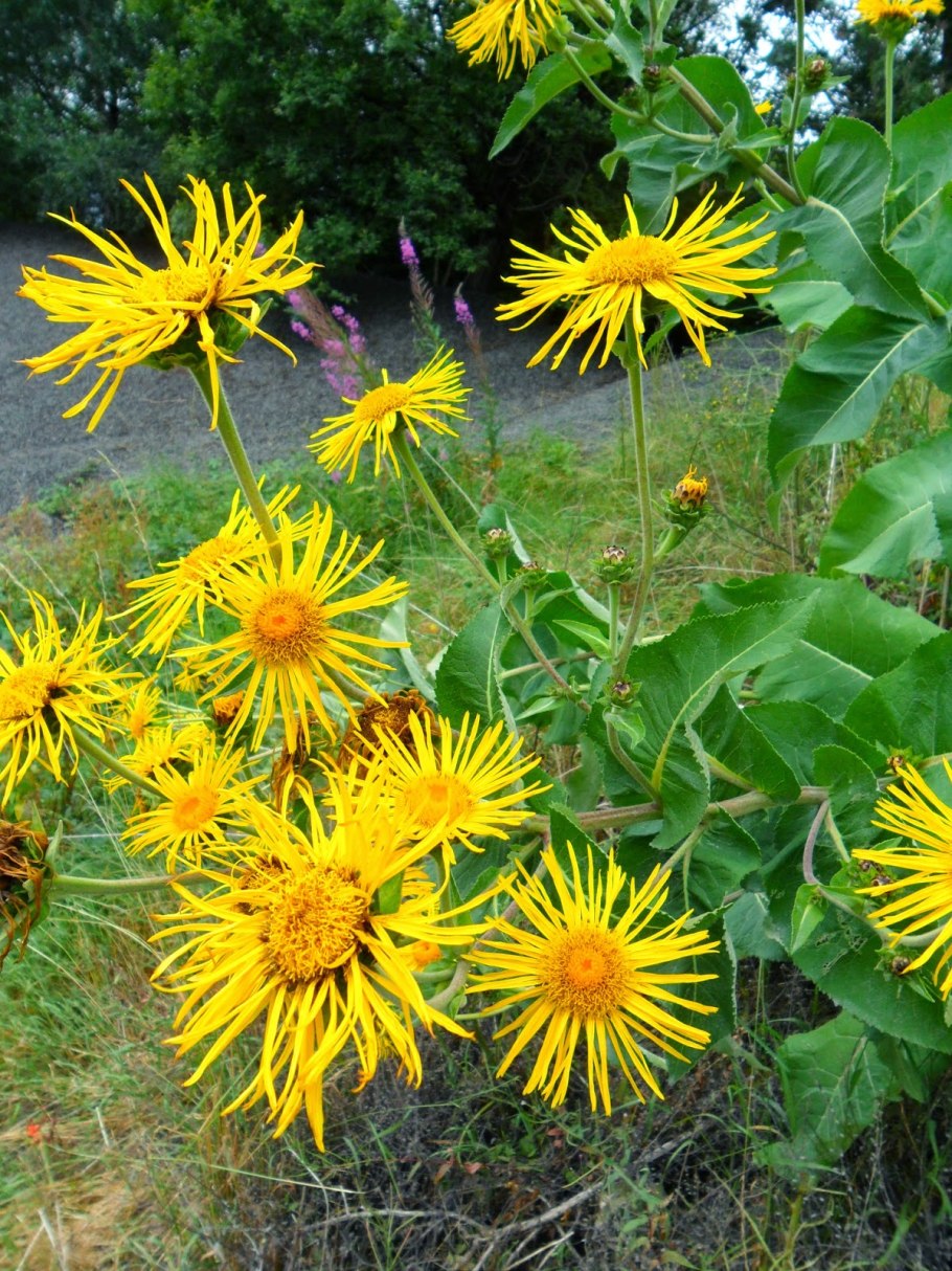 Телекия великолепная