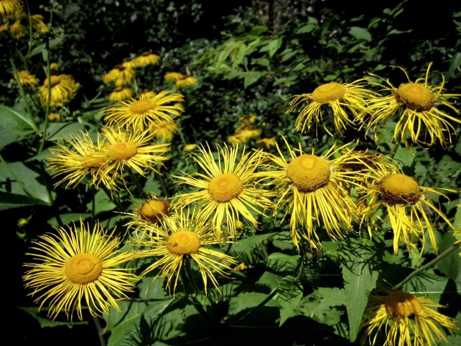 Телекия специоза