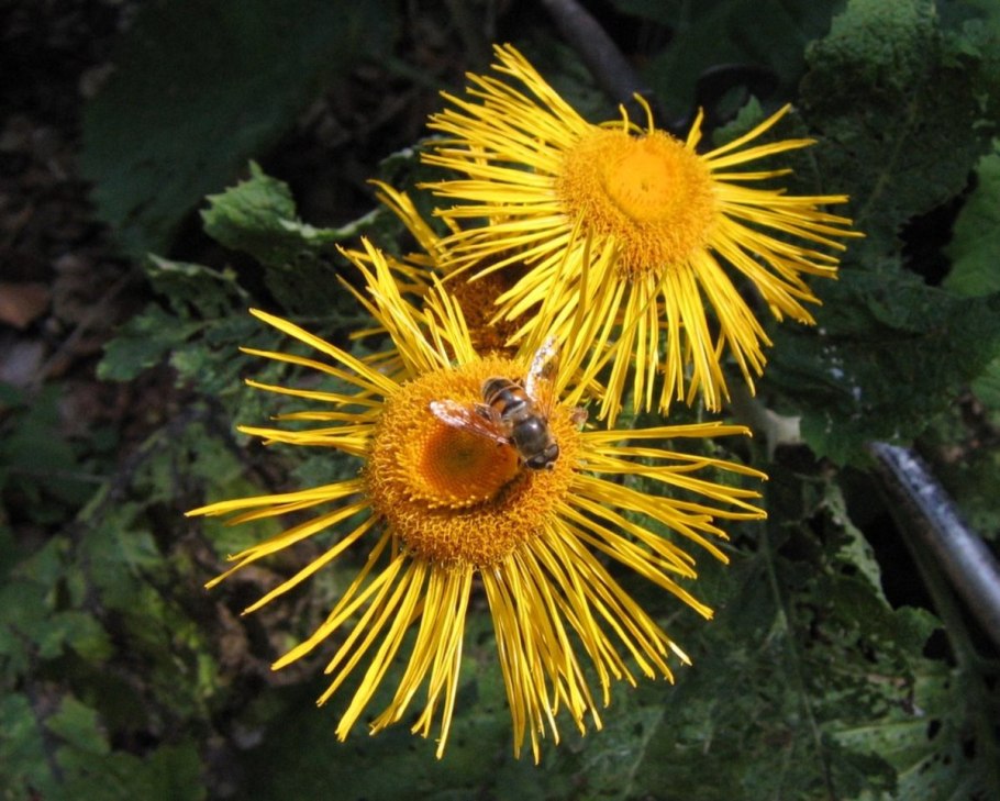 Телекия иволистная