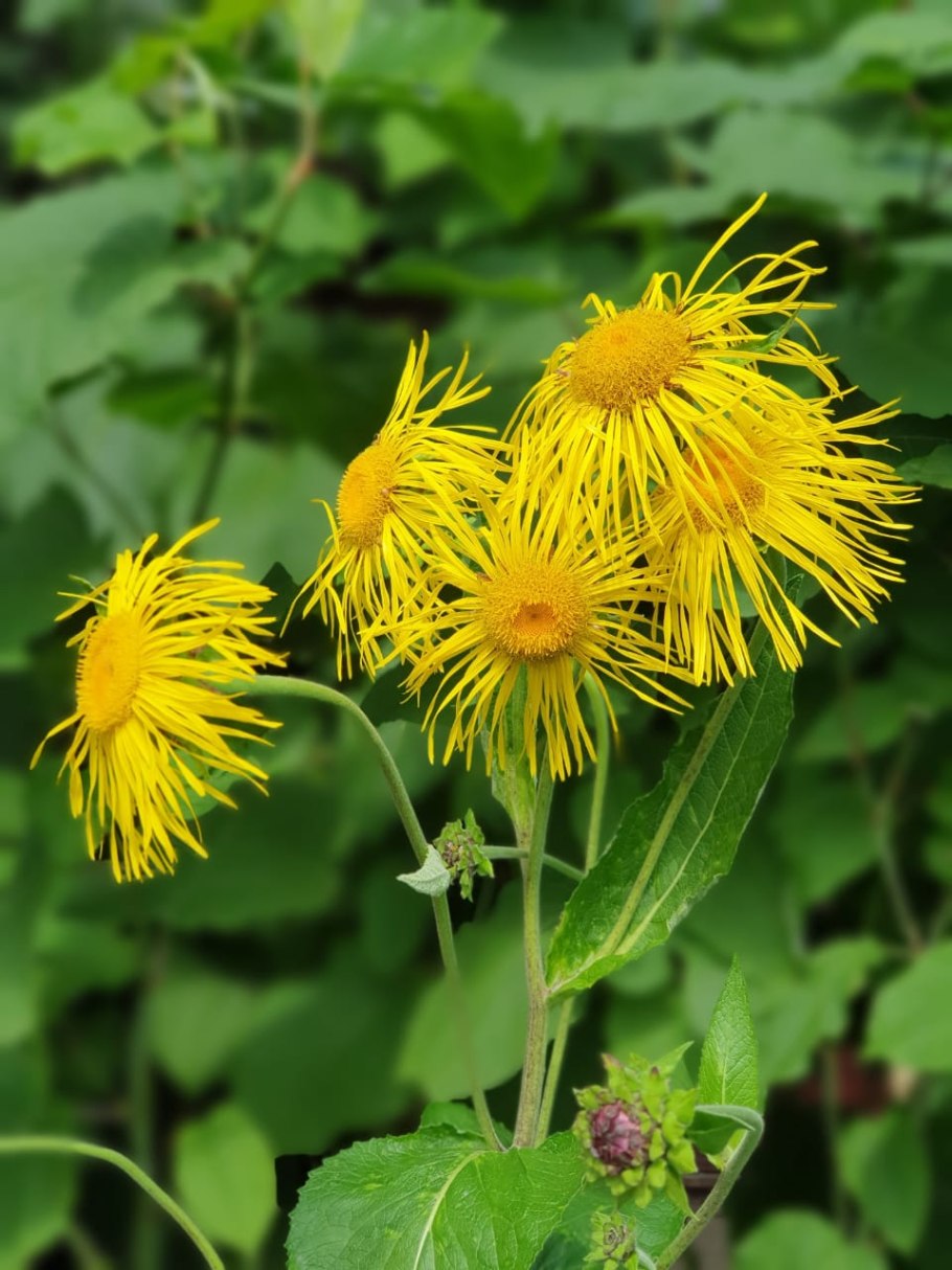 Телекия волосистая (Buphthalmum)