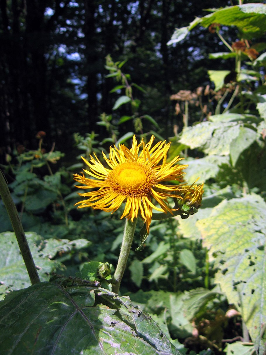 Девясил в цветнике