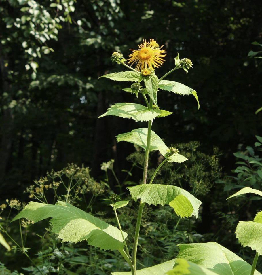 Телекия иволистная