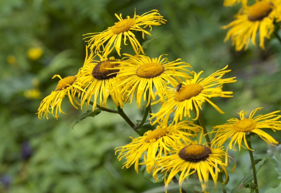 Девясил высокий (Inula Helenium l.)
