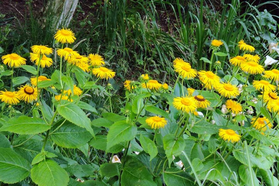 Телекия красивая