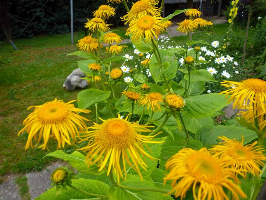 Телекия иволистная