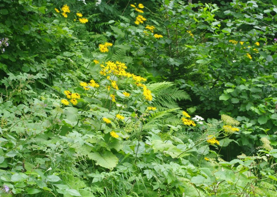 Девясил британский Inula Britannica