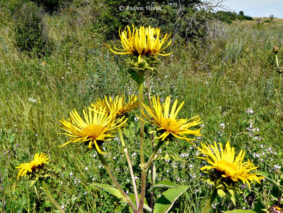 Телекия иволистная