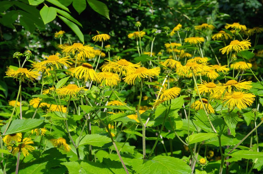 Телекия иволистная