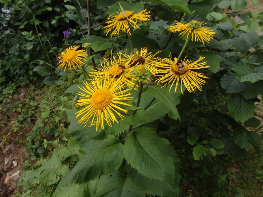 Телекия (BUPHATHALMUM)